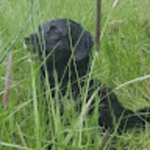 Meet your Posher, Elaine